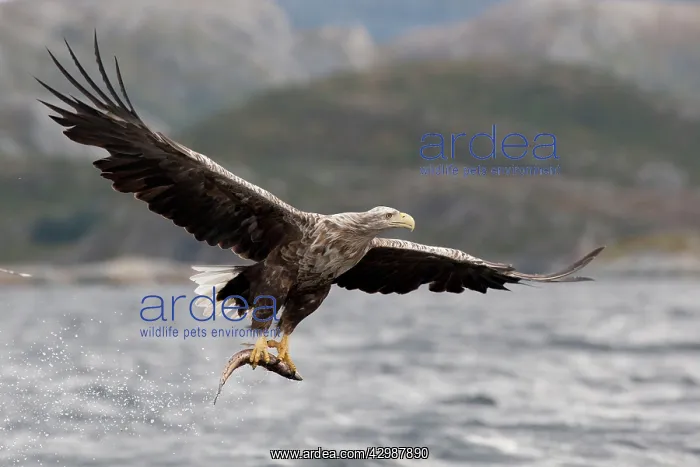 : White-tailed Sea Eagle : White-tailed Sea Eagle