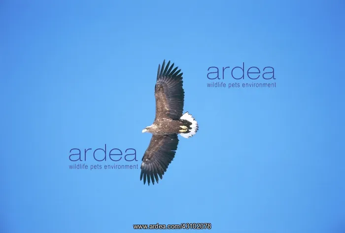 : White-Tailed Sea Eagle : White-Tailed Sea Eagle