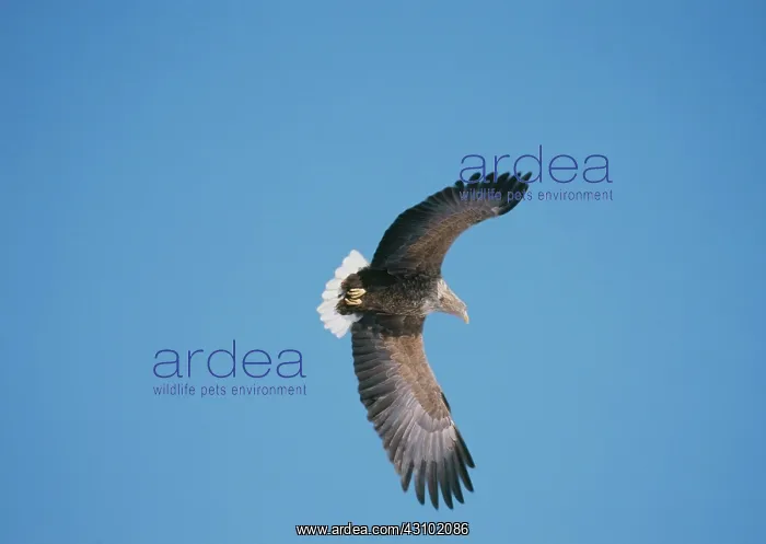 : White-Tailed Sea Eagle : White-Tailed Sea Eagle