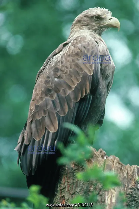 : White-Tailed Sea Eagle : White-Tailed Sea Eagle