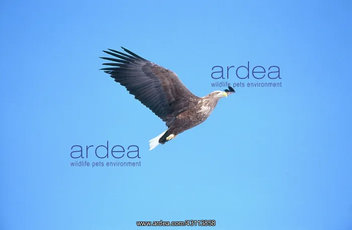 : White-tailed Sea Eagle : White-tailed Sea Eagle