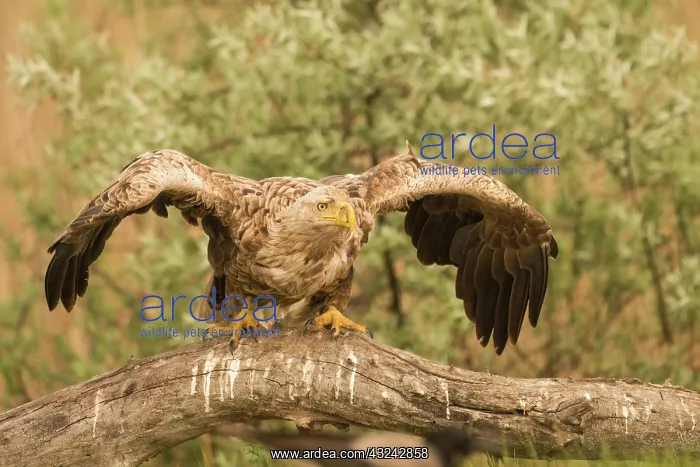 : White-tailed sea eagle - on branch - wings spread - Romania : White-tailed sea eagle - on branch - wings spread - Romania