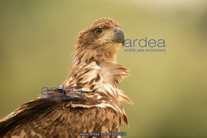 : White-tailed sea eagle - close up of head - Romania : White-tailed sea eagle - close up of head - Romania