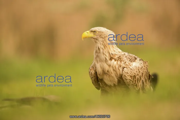 : White-tailed sea eagle - close up profile - Romania