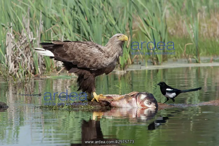 : White-tailed Sea Eagle - feeding on dead carp with Magpie : White-tailed Sea Eagle - feeding on dead carp with Magpie