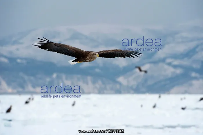: White-tailed Sea Eagle - in flight over frozen : White-tailed Sea Eagle - in flight over frozen