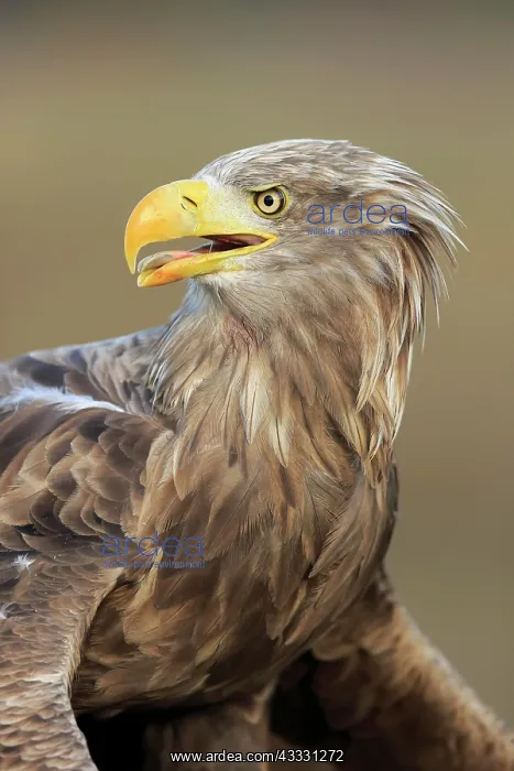 : White-tailed Sea Eagle (Haliaeetus albicilla), adult : White-tailed Sea Eagle (Haliaeetus albicilla), adult