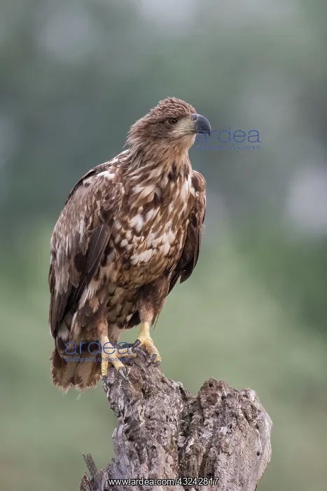 : White-tailed sea eagle - immature - perched on tree : White-tailed sea eagle - immature - perched on tree
