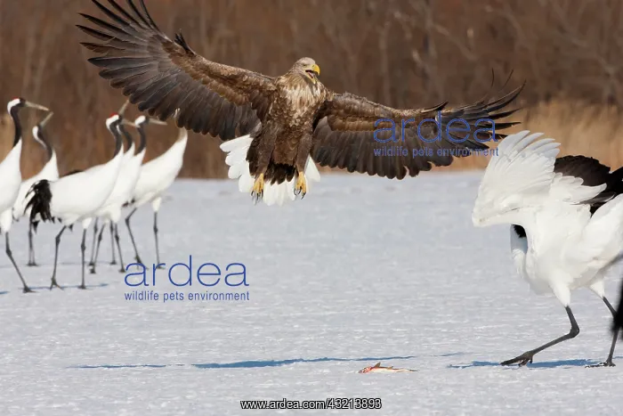 : White-tailed sea eagle and Japanese cranes : White-tailed sea eagle and Japanese cranes