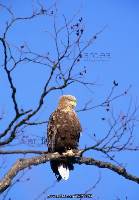 : White-tailed Sea-Eagle - Perched in tree : White-tailed Sea-Eagle - Perched in tree