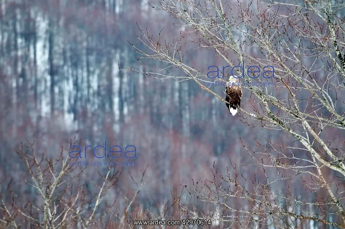 : White-tailed Sea Eagle - perched in tree : White-tailed Sea Eagle - perched in tree