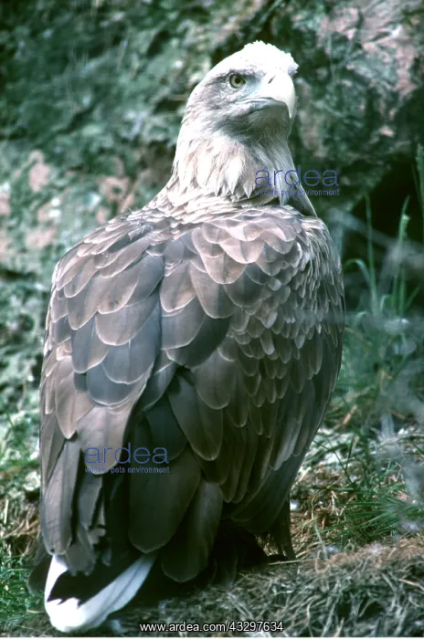  : WHITE TAILED SEA EAGLE - portrait