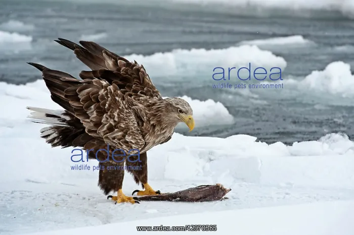 : White-tailed Sea Eagle - on sea ice with dead fish : White-tailed Sea Eagle - on sea ice with dead fish