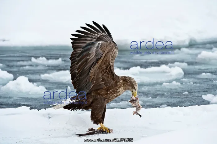  : White-tailed Sea Eagle - on sea ice with fish in