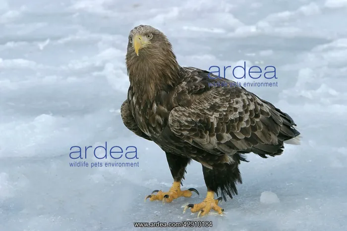 : White-tailed Sea / Grey Sea Eagle : White-tailed Sea / Grey Sea Eagle