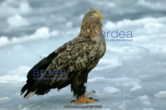 : White-tailed Sea / Grey Sea Eagle : White-tailed Sea / Grey Sea Eagle