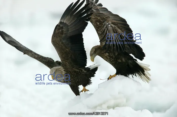: White-tailed Sea / Grey Sea Eagle - two : White-tailed Sea / Grey Sea Eagle - two