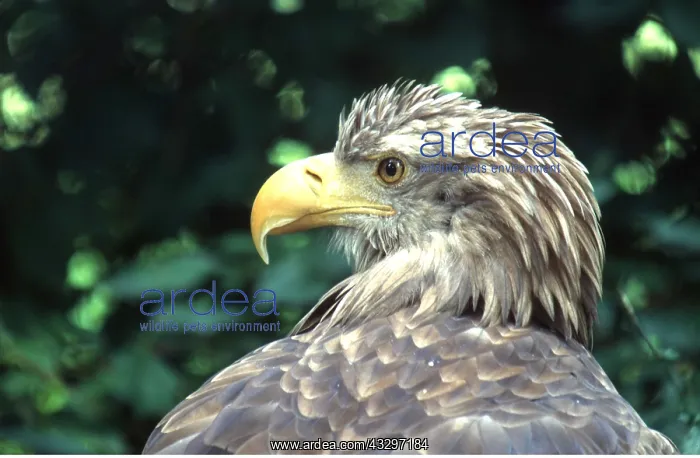 : White-tailed Sea / Grey Sea EAGLE - close-up of : White-tailed Sea / Grey Sea EAGLE - close-up of