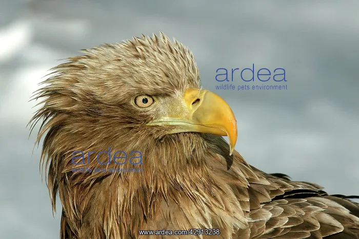 : White-tailed Sea / Grey Sea Eagle - close-up of head : White-tailed Sea / Grey Sea Eagle - close-up of head