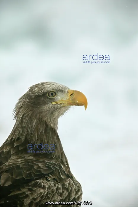 : White-tailed Sea / Grey Sea Eagle - close-up of head : White-tailed Sea / Grey Sea Eagle - close-up of head