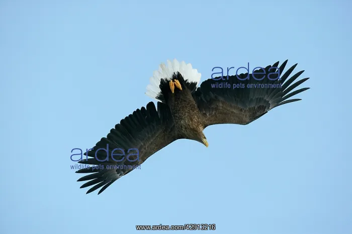  : White-tailed Sea  /  Grey Sea Eagle - in flight