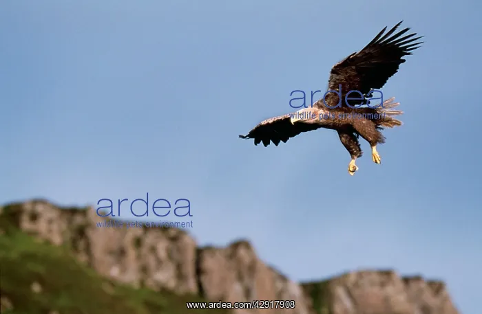 : White-tailed Sea / Grey Sea EAGLE - in flight : White-tailed Sea / Grey Sea EAGLE - in flight