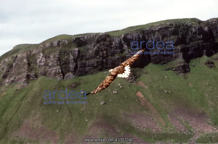 : White-tailed Sea / Grey Sea EAGLE - in flight, with : White-tailed Sea / Grey Sea EAGLE - in flight, with