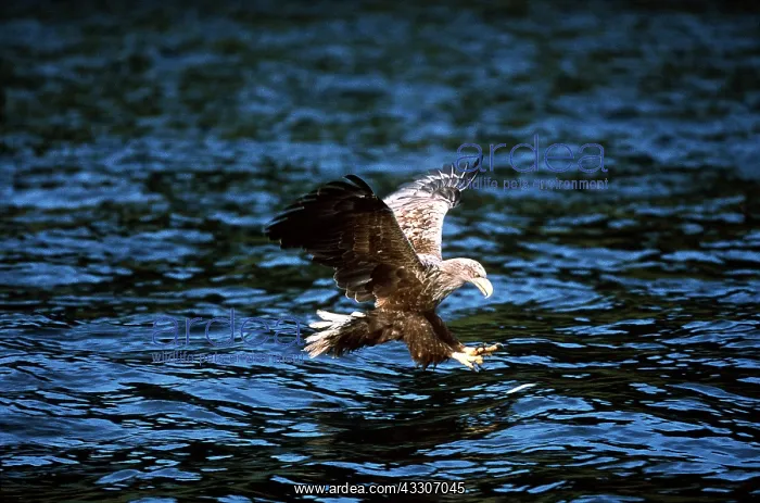: White-tailed Sea / Grey Sea EAGLE - in flight, over : White-tailed Sea / Grey Sea EAGLE - in flight, over