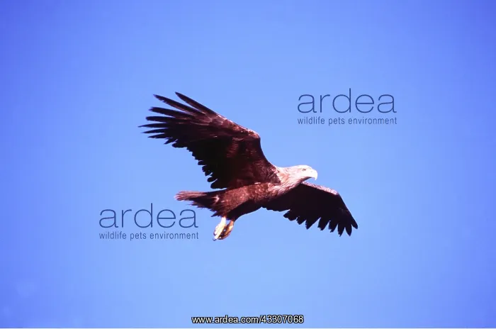: White-tailed Sea / Grey Sea EAGLE - in flight : White-tailed Sea / Grey Sea EAGLE - in flight