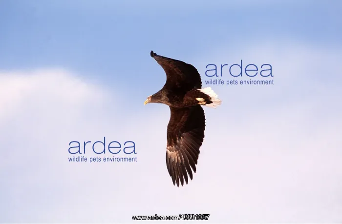 : White-tailed Sea / Grey Sea EAGLE - in flight : White-tailed Sea / Grey Sea EAGLE - in flight
