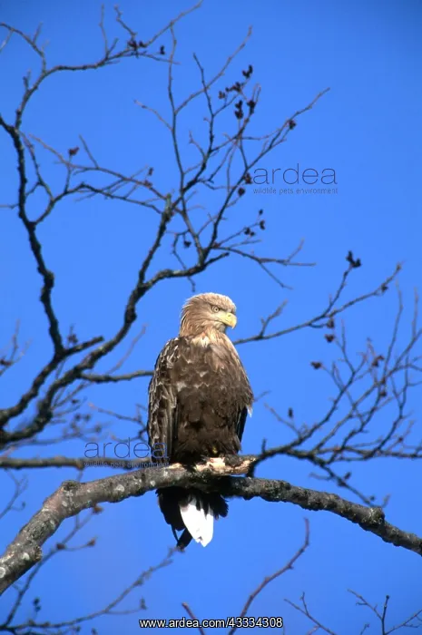 : White-tailed Sea / Grey Sea EAGLE - perched in tree : White-tailed Sea / Grey Sea EAGLE - perched in tree