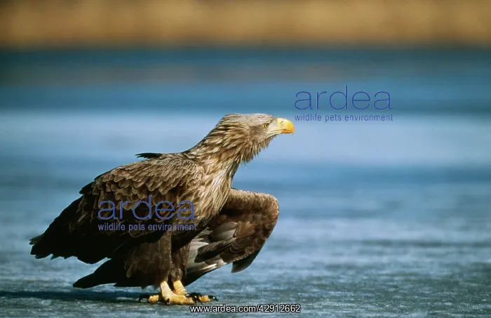 : White-tailed Sea / Grey Sea Eagle - resting, showing : White-tailed Sea / Grey Sea Eagle - resting, showing
