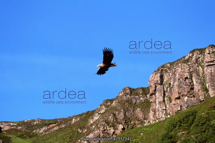 : White-tailed Sea / Grey Sea EAGLE - soaring with : White-tailed Sea / Grey Sea EAGLE - soaring with
