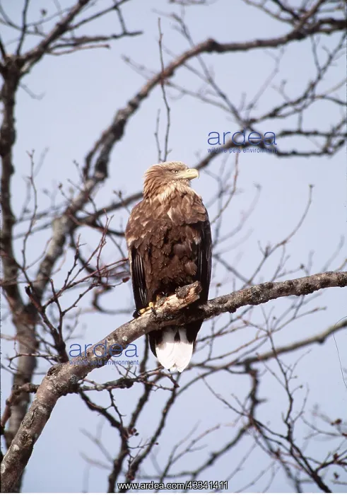 : White-tailed Sea / Grey Sea EAGLE - in tree, perched : White-tailed Sea / Grey Sea EAGLE - in tree, perched