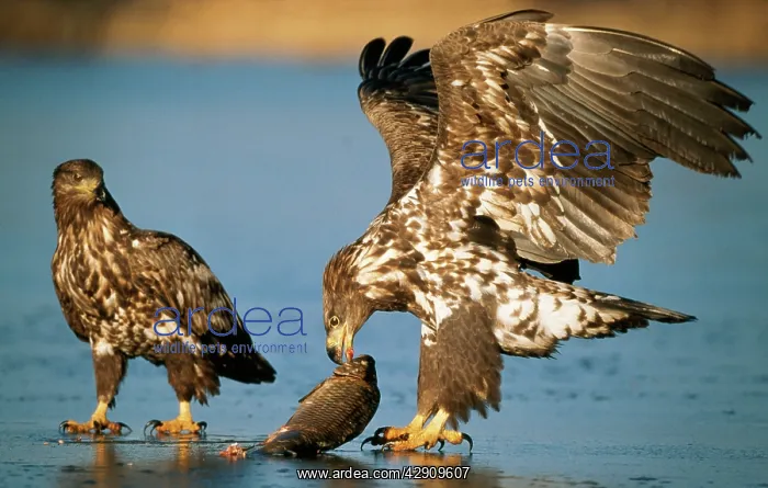 : White-tailed Sea / Grey Sea EAGLE - Two young birds : White-tailed Sea / Grey Sea EAGLE - Two young birds