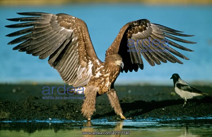 : White-tailed Sea / Grey Sea EAGLE - young, wing : White-tailed Sea / Grey Sea EAGLE - young, wing
