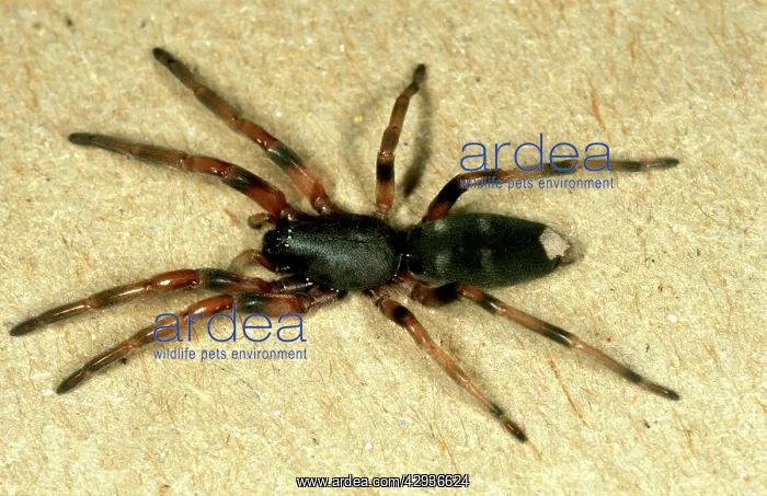 : White-tailed spider - common in houses, not aggressive : White-tailed spider - common in houses, not aggressive