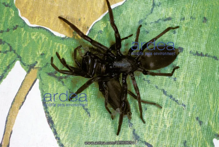 : White-tailed SPIDER - eating another : White-tailed SPIDER - eating another
