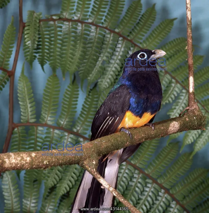 : White-tailed Trogon : White-tailed Trogon