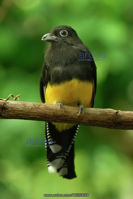 : White-tailed Trogon controlled conditions : White-tailed Trogon controlled conditions