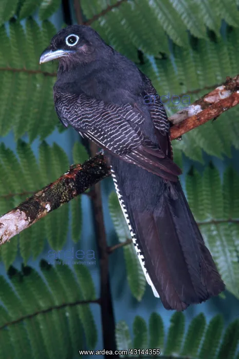 : White-tailed Trogon Female : White-tailed Trogon Female