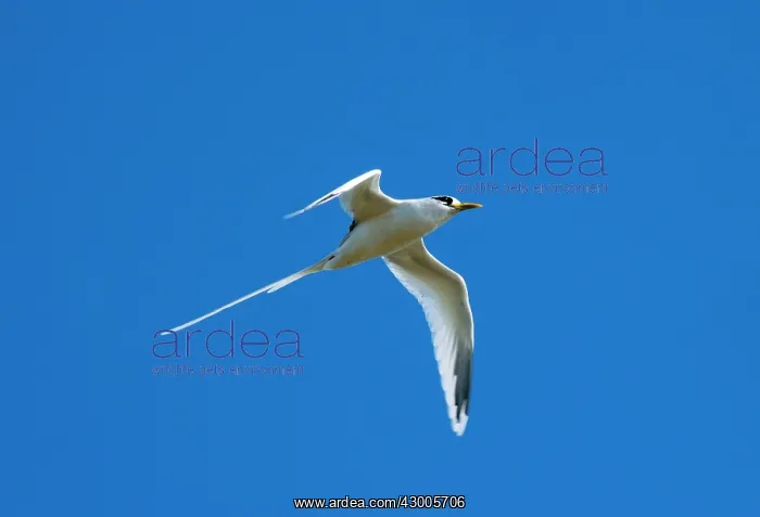 : White-tailed Tropicbird : White-tailed Tropicbird