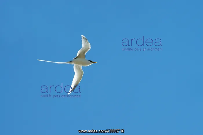 : White-tailed Tropicbird : White-tailed Tropicbird