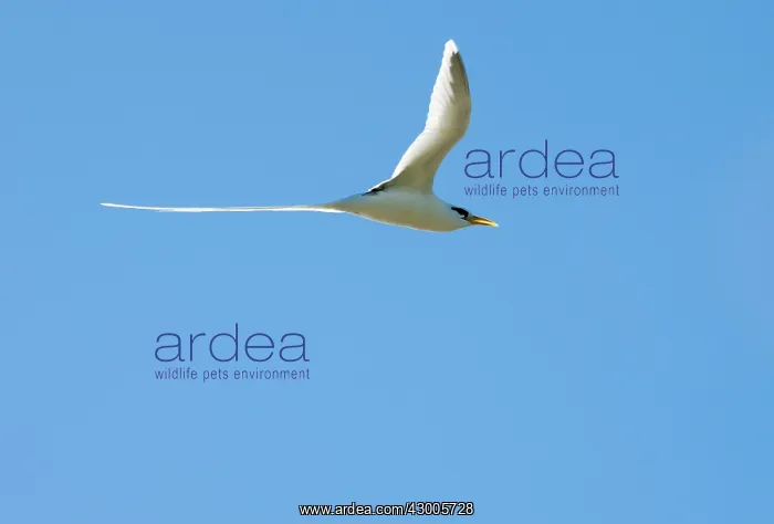 : White-tailed Tropicbird : White-tailed Tropicbird