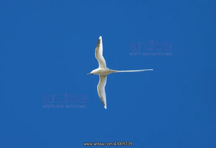 : White-tailed Tropicbird : White-tailed Tropicbird