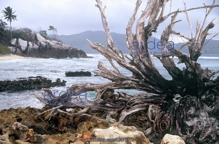 : White-tailed Tropicbird : White-tailed Tropicbird