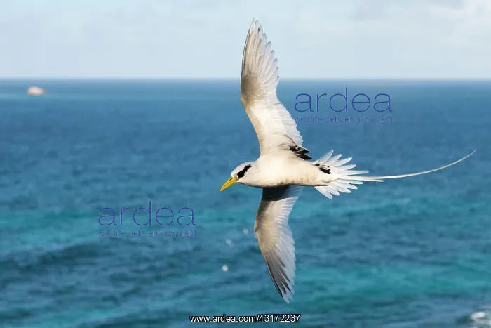 : White-tailed tropicbird : White-tailed tropicbird