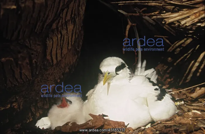 : White-tailed Tropicbird : White-tailed Tropicbird