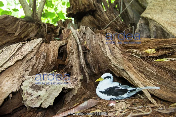 : White-tailed tropicbird : White-tailed tropicbird