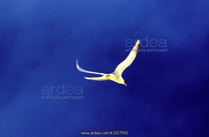 : White-tailed Tropicbird : White-tailed Tropicbird